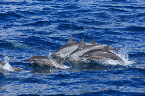 花東賞鯨豚 peter
